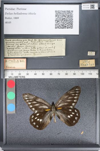 Media type: image;   Entomology 130398